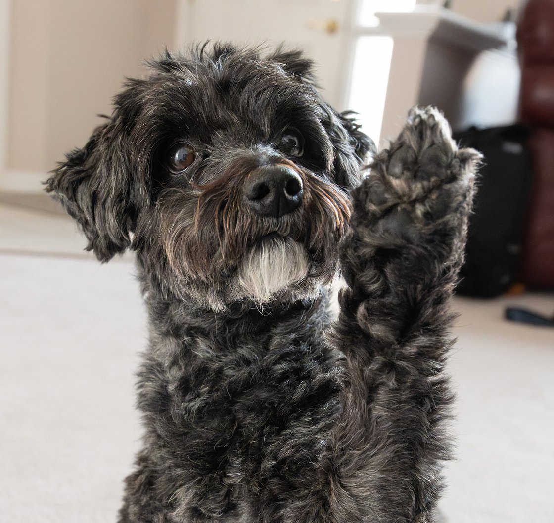 An adorable Scottie Poodle mix named Pebbles lifts a paw for the camera