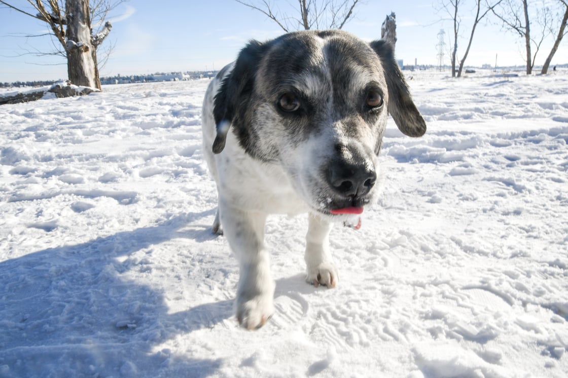 A super cute little black and white pup licking his lips at an outdoor dog park in the winter.