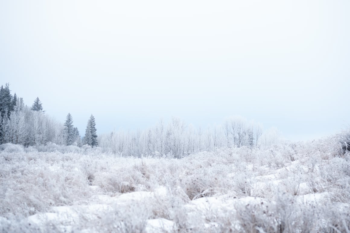 A frosty, wintry landscape of trees and shrubbery outside Cochrane, AB.