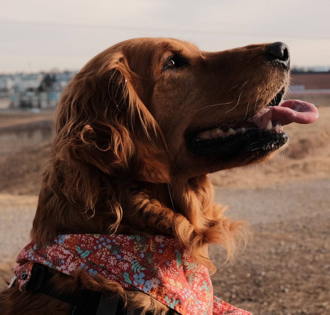 A portrait of a beautiful auburn golden retriever wearing a very sharp floral bandana.