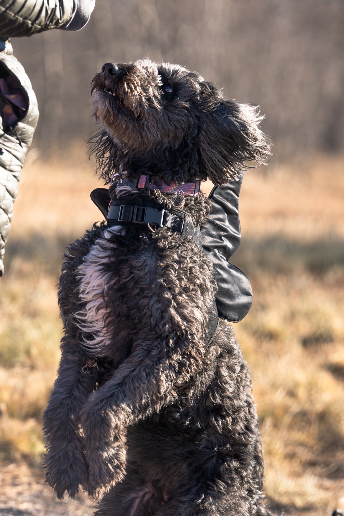 A black and whitedog wearing black butterfly wings sits up on her hind legs to get a treat at a dog park.