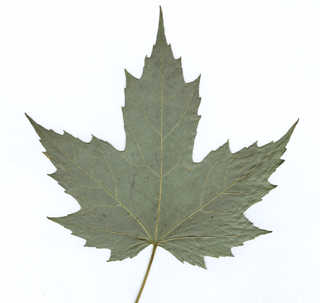 Owl chart Tuesday June 30 2020